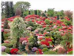 大桑原つつじ園　tsutsuji garden